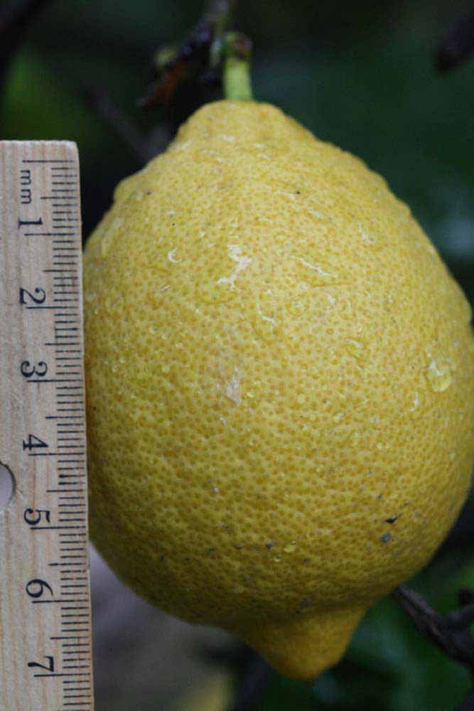                Fruit (Monroe, Riverside, CA)       